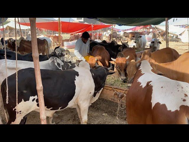 Sasty Bulls l Bhatta Chowk Mandi Rawalpindi Latest Update 2025 l Bakra Mandi