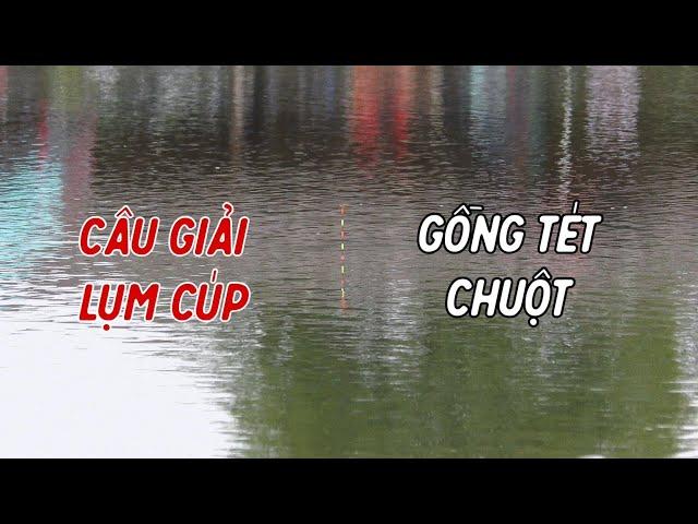 Câu cá lụm cúp kịch tính | Test mồi mới Thanh Ngư