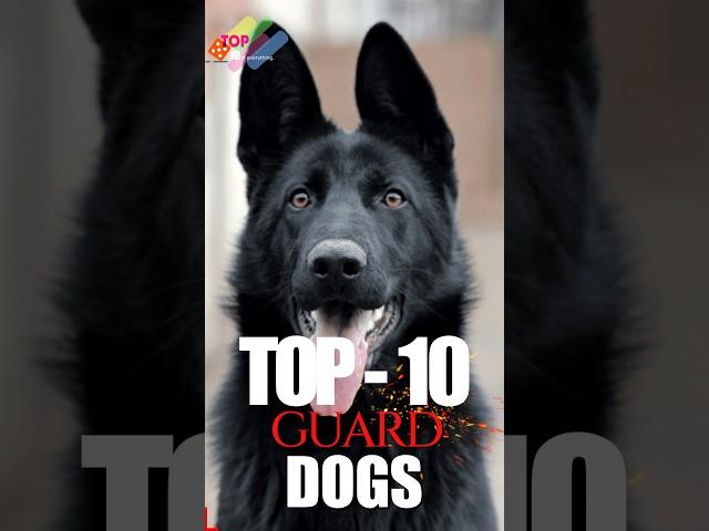 Top 10 guard dogs  #pay #facts #top10 #dogs #shorts