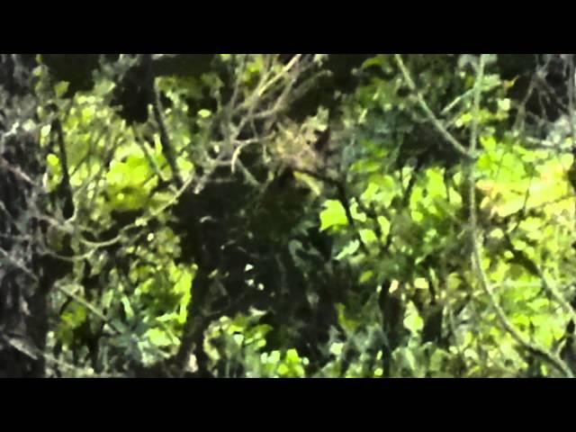 bigfoot in Utah watching me?