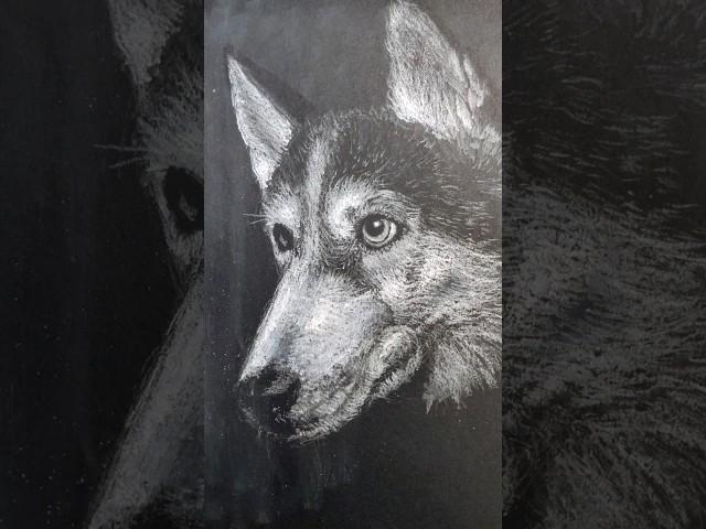 Drawing A Pet Portrait Of A Siberian Husky #art #creativity #drawing #dog #pet #pastel