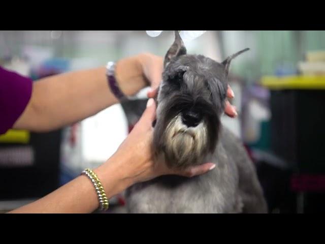 Best of Breed Minute: Miniature Schnauzer