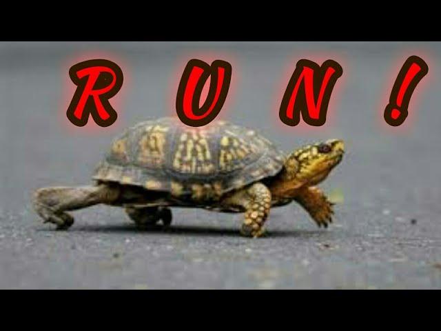 Turtle run compilation