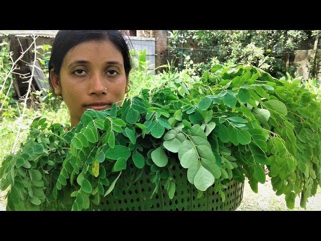 Healthy Food Drumstick Leaves Recipe | Village Style Cooking By Street Village Food