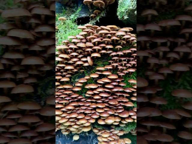 Stockschwämmchen wachsen wie verrückt | Massive growth of Sheathed Woodtuft #mushrooms #pilze