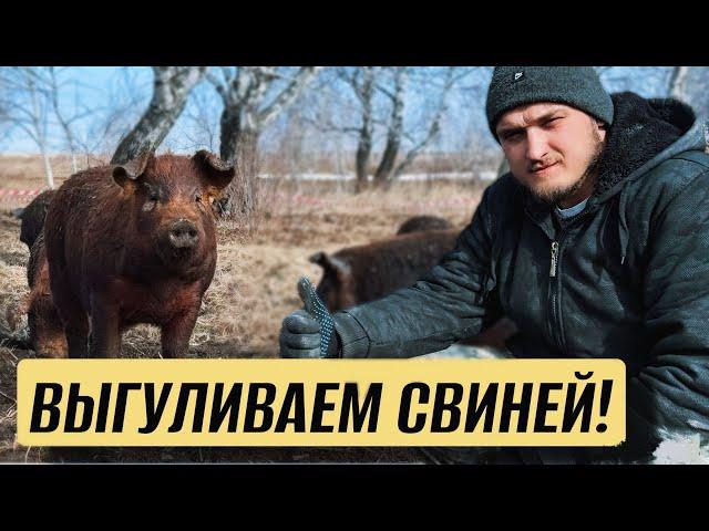 ТАК ВЫРАЩИВАТЬ СВИНЕЙ - КРАСОТАА! Март удивил!
