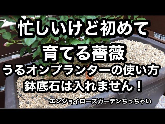 初めて薔薇を育てる方向け動画です。忙しいけど楽して楽しみたい方専用です。うるオンプランターで育てます。うるオンプランターの使い方の説明をしています。鉢底石は入れません。入れると機能が発揮出来ません。