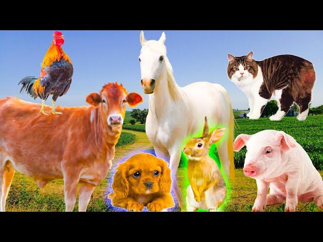 Farm animal food: Cows, chickens, cats, dogs, ducks - Animal moments part 13