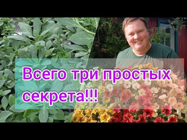 Посев петунии//3 простых секрета идеальной рассады!