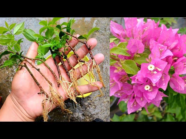 How to grow Bougainvillea from cuttings using sand | Bougainvillea propagation from cuttings