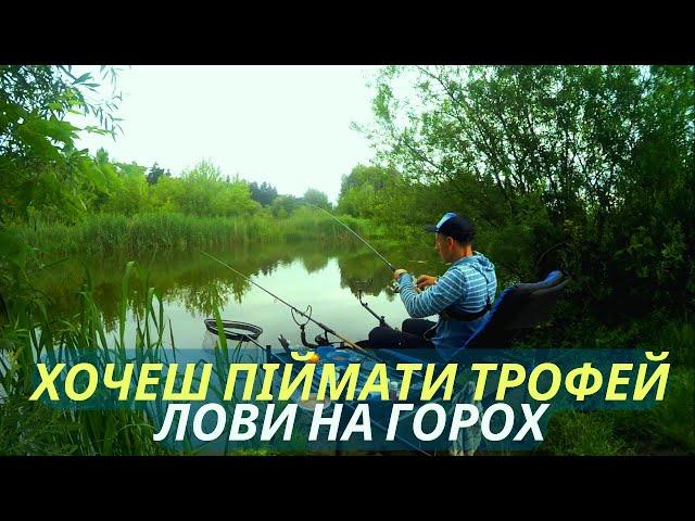 Фідерна риболовля на р. Горинь. Велика риба клює на ГОРОХ!!!