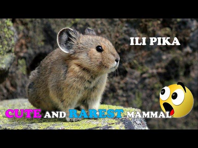 15 True Facts About Ili Pikas | Fun Facts | Weird but True