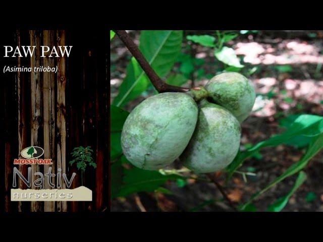 Paw Paw (Asimina triloba)