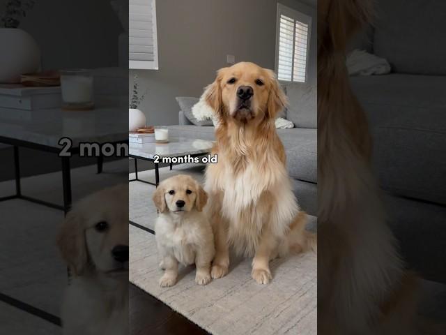 Watch my puppy grow up  #dogshorts #goldenretriever #puppies #dogs #puppyvideos #puppy #doglife