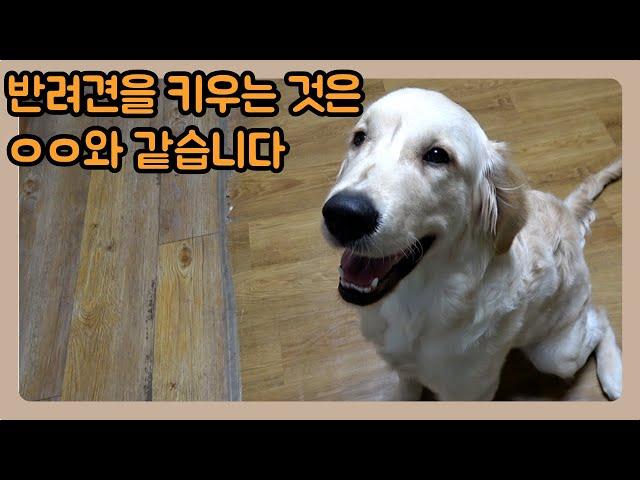 반려견을 키우는 것은 ㅇㅇ와 같습니다.ㅣ금동 7회차 퍼피 교육