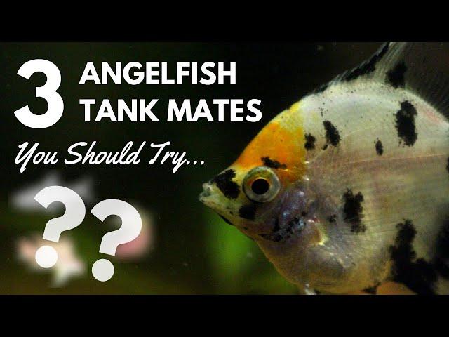 3 Very Popular Angelfish Tank Mates You Need to Try