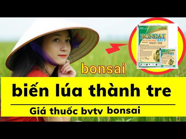 giá thuốc bảo vệ thực vật, thuốc bonsai làm lúa cứng như tre, chống đổ ngã làm lùn lóng