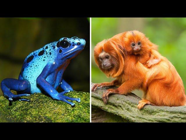 Самые редкие животные Южной Америки