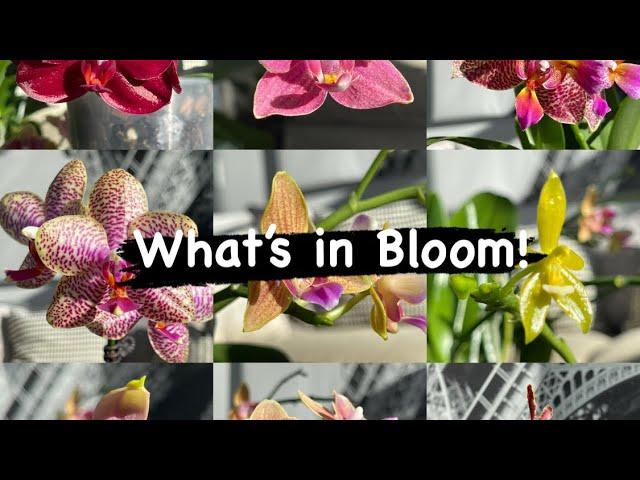 What’s in bloom (Orchid) #screensaver