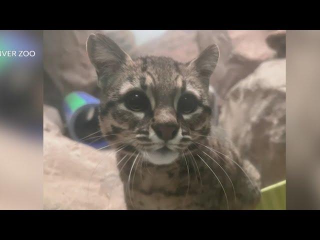 Meet the Denver Zoo cat who was smuggled through DIA