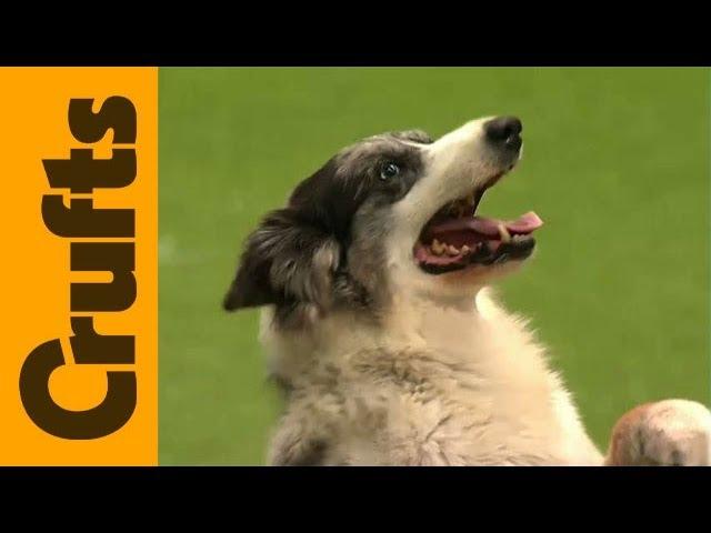 Crufts 2012 - Heelwork to Music Freestyle Competition