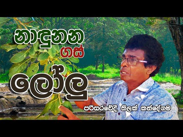 නාඳුනන ගස්  "ලෝලු" - තිලක් කන්දේගම / Trees unknown to people - 03