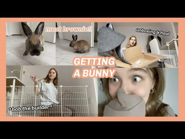 GETTING A BUNNY + setting up