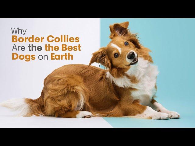 Why Border Collies are the Best Dogs on Earth (ai voices)