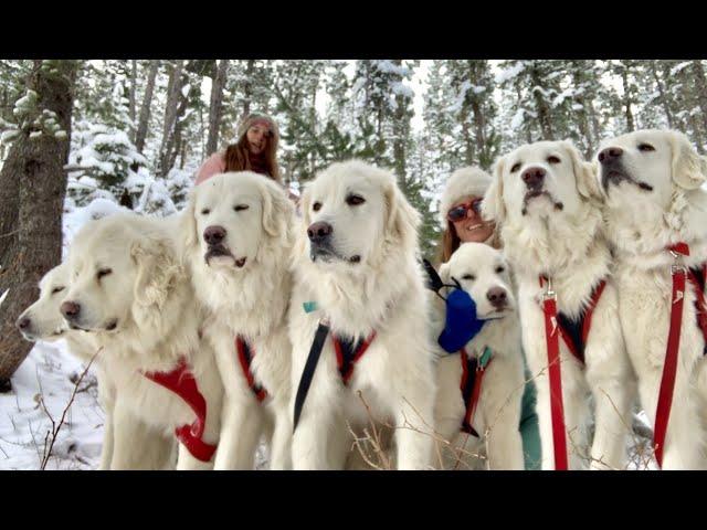 Dog Sledding With Our Livestock Guardians At Big Horn Mountain Alpacas