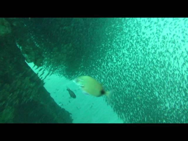 Shoaling fish on shipwreck Nebo that sank in1884