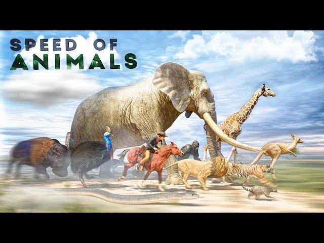 SPEED COMPARISON 3D | Animals 