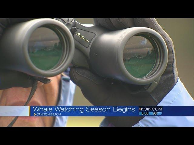 Winter whale watching season kicked off Sunday