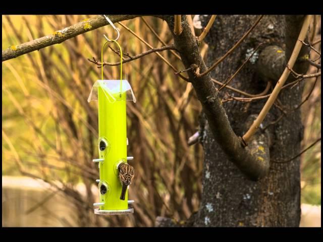 Bird Feeder Fun