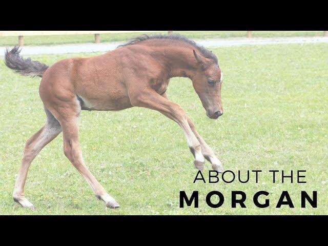 About the Morgan Horse