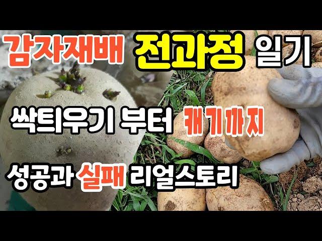 감자재배 일자별 전과정 리얼일기 감자재배총정리 감자재배(#씨감자싹틔우기 #감자심는방법 #감자순지르기 #감자북주기 #감자추비하기 #감자물주기)