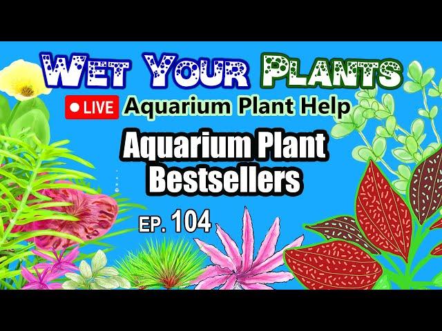 Answering your planted tank questions and pondering aquarium plant bestsellers (Wet Your Plants 104)