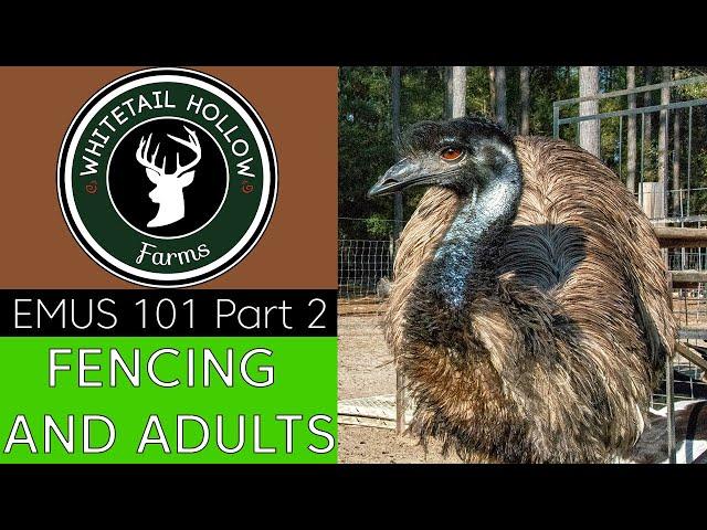 EMUS 101 Part 2: Fencing and Adults