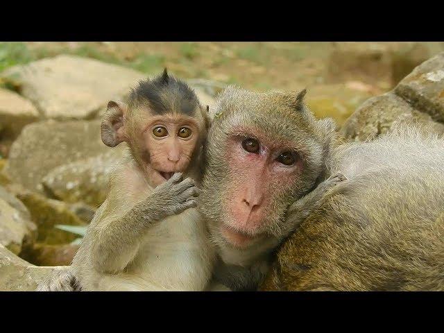 Update daily life monkey Jane and baby janet | Monkey Jane, Monkey Janet