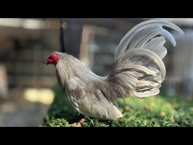 Criando Gallitos Aztecas en Rancho La Amenaza  ¡Mira Estos Campeones!