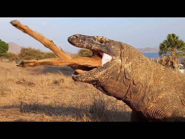 How long does it take for the Komodo dragon to digest this animal?