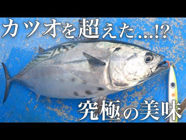 【超絶美味】今最もお持ち帰りしたい美味い魚がこちら【外房ジギング】