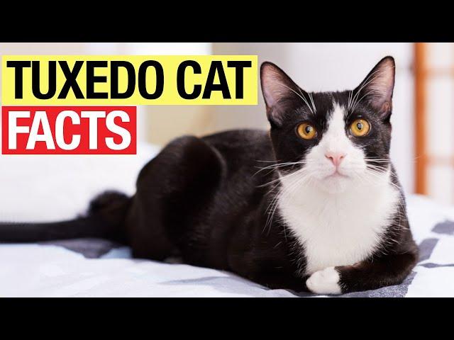 13 Amazing Facts about Tuxedo Cats