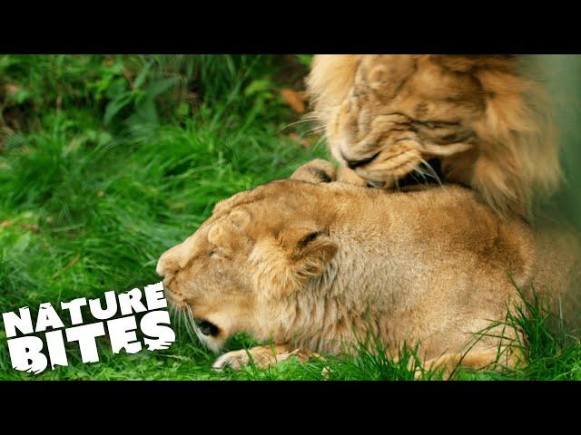 Lion Love Triangle Takes Dangerous Turn | The Secret Life of the Zoo | Nature Bites