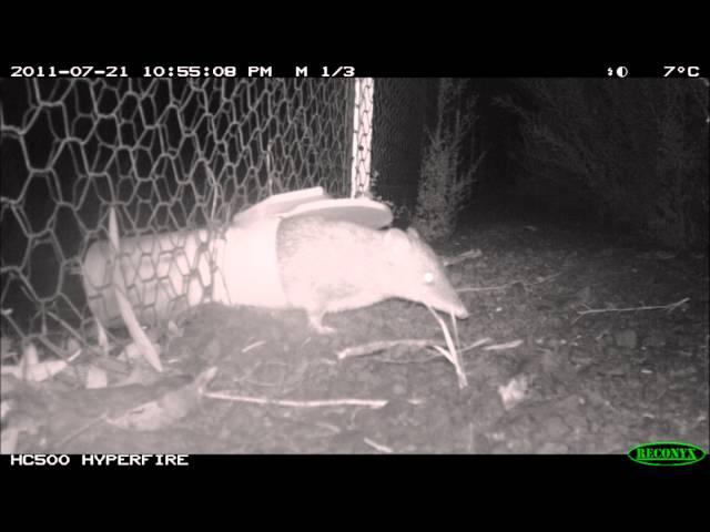 Southern Brown Bandicoot Spotting