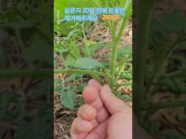 토마토 심은지 20일후 첫꽃이 피면 곁순을 제거합니다 #토마토재배 #곁순제거#토마토