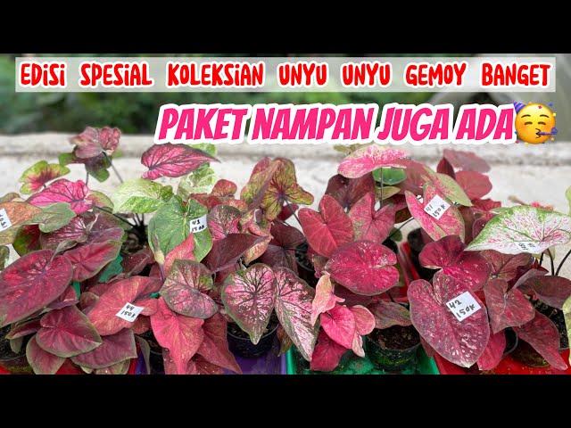 PROMO LAGI YOO || KALI INI ADA PAKET SPESIAL KOLEKSIAN YANG GEMOY GEMOY BANGET