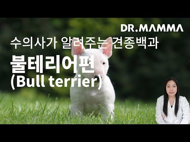 불테리어편(Bull terrier) I 수의사가 알려주는 불테리어(Bull terrier) 특징(외형), 성격, 질병, 관리, 주의사항에 대한 모든 것