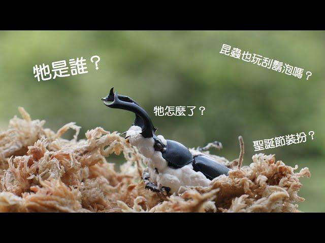 想了解昆蟲嗎？｜蟲零開始 認識蟲蟲