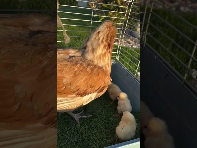 Наша курочка со старого дома #garden #gardenlife #дача #огород #shorts