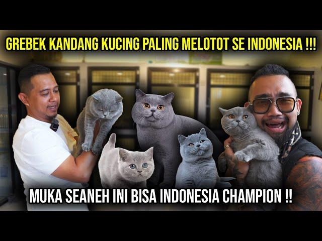 GREBEK KANDANG KUCING PALING MELOTOT SE INDONESIA !! MUKA SEANEH INIBISA INDONESIA CHAMPION !!